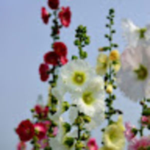 Meet your Posher, Elisa m.